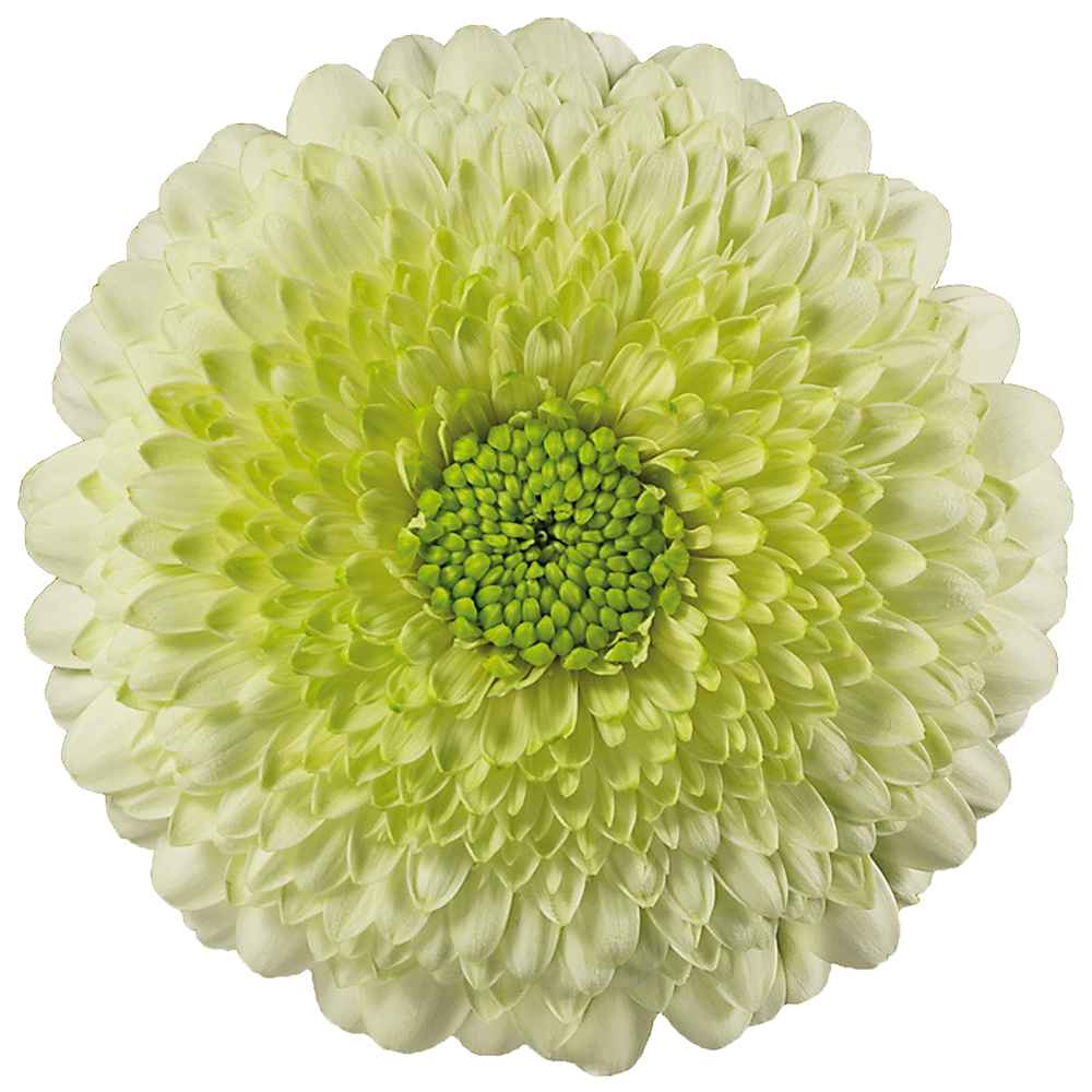 Kermit HilverdaFlorist Colombia HilverdaFlorist Colombia