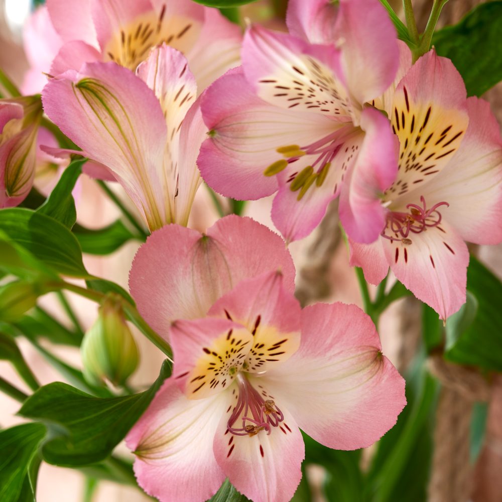 HilverdaFlorist-Alstroemeria-Standard-Tropical Candy 5