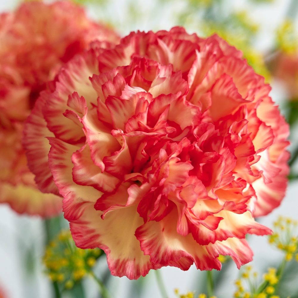 HilverdaFlorist - Standard Carnation - Diego 2